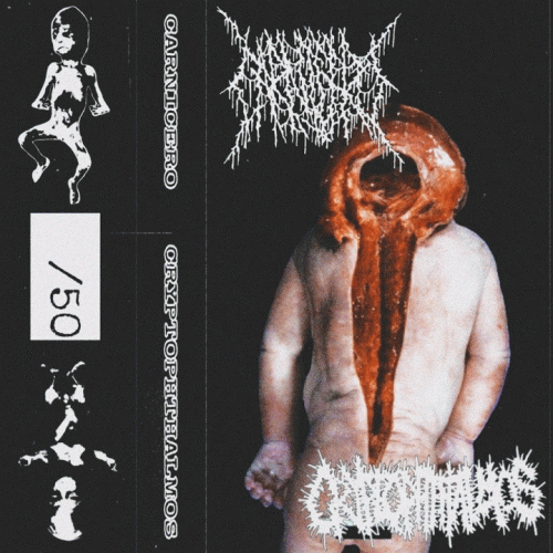 Cryptophthalmos : Cryptophthalmos - Carnicero Cryptophthalmos : Cryptophthalmos - Carnicero